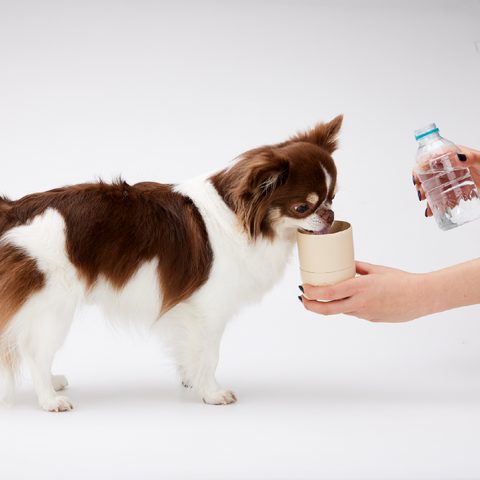 Coconi Water Bottle