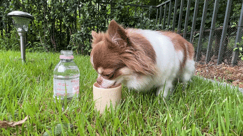 Coconi Water Bottle