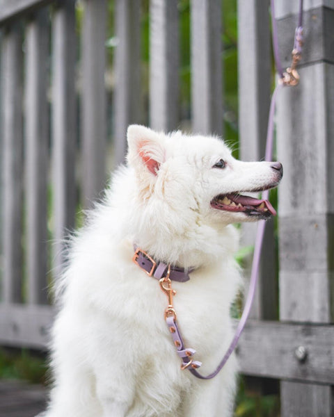Classic Collar