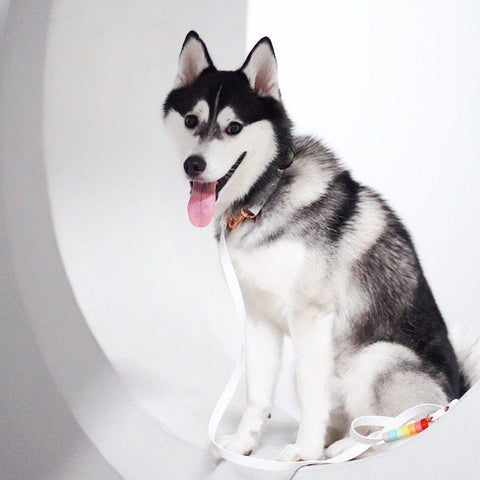 Rainbow Standard Cruiser Multi-way Leash