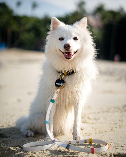 Rainbow Standard Classic Leash