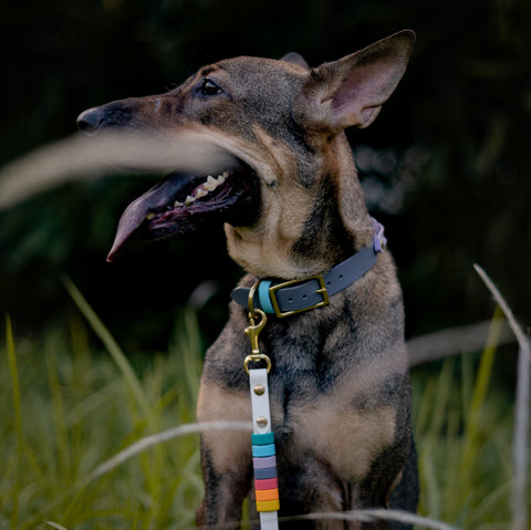 Rainbow Standard Cruiser Multi-way Leash
