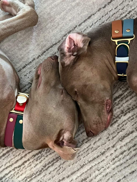 Fat Classic Collar