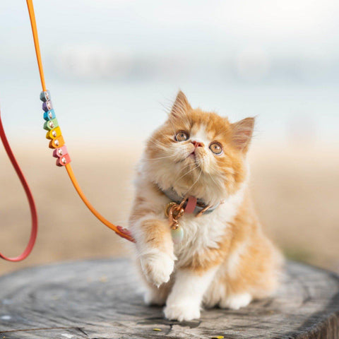 Rainbow Skinny Classic Leash