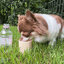 Coconi Water Bottle