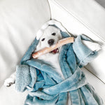 Pawspiracy Bull Pizzle Magnum