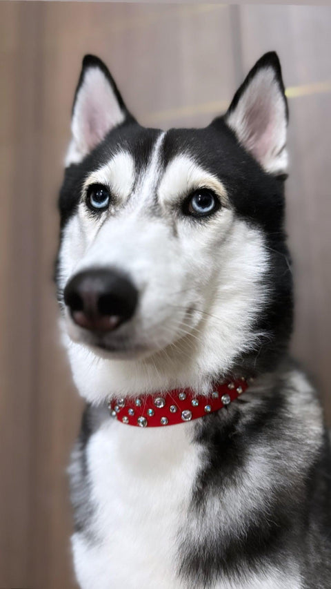 Vanity Thicc Crystal Classic Collar