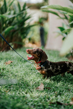 Standard Cruiser Multi-way Leash