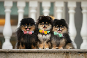 Sleek Bows