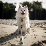 Rainbow Standard Classic Leash