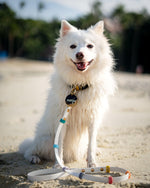 Rainbow Standard Classic Leash