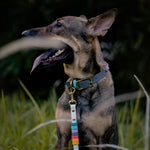 Rainbow Standard Classic Leash