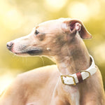Classic Collar