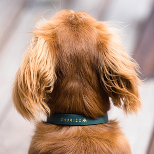Classic Collar