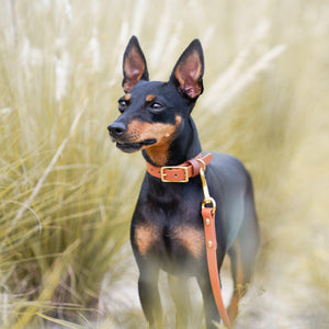 Classic Collar