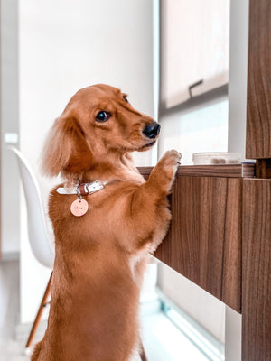 Classic Collar