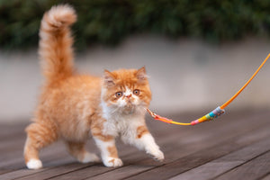 Rainbow Skinny Classic Leash